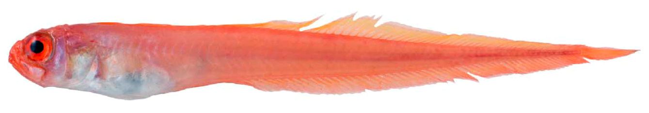 Cepola macrophthalma_09